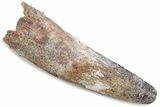 Fossil Spinosaurus Tooth - Real Dinosaur Tooth #376396-1